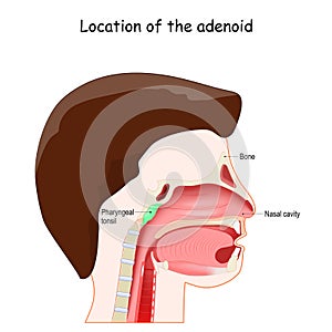 Adenoid location. Lymphatic system