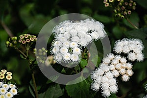 Adenophora, also known as Crofton weed surrounded by other plants