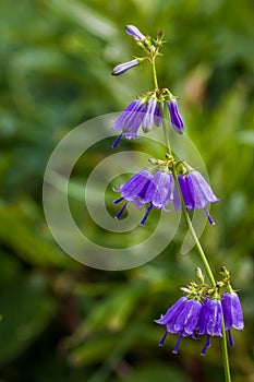 Adenophora Triphylla Japanese Lady Bell