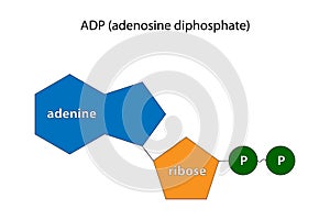 Adenosine diphosphate (ADP), adenosine pyrophosphate (APP)