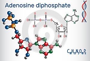 Adenosine diphosphate ADP molecule , is an important organic c photo