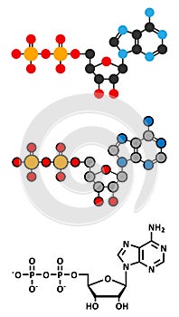 Adenosine diphosphate (ADP) molecule. Plays essential role in energy use and storage in the cell