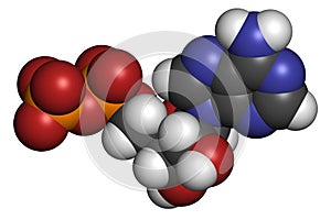 Adenosine diphosphate (ADP) molecule. Plays essential role in energy use and storage in the cell. Atoms are represented as spheres