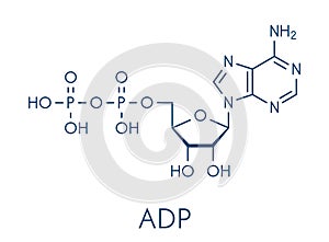 Adenosine diphosphate ADP molecule. Plays essential role in energy use and storage in the cell. Skeletal formula.