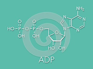 Adenosine diphosphate ADP molecule. Plays essential role in energy use and storage in the cell. Skeletal formula.