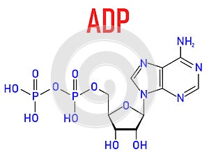 Adenosine diphosphate or ADP molecule. Plays essential role in energy use and storage in the cell. Skeletal formula.