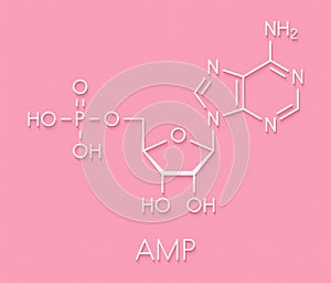 Adenosine monophosphate (AMP, adenylic acid) molecule. Nucleotide monomer of RNA. Composed of phosphate, ribose and adenine