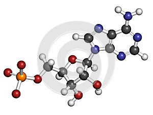 Adenosine monophosphate (AMP, adenylic acid) molecule. Nucleotide monomer of RNA. Composed of phosphate, ribose and adenine