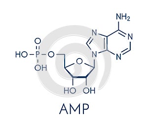 Adenosine monophosphate AMP, adenylic acid molecule. Nucleotide monomer of RNA. Composed of phosphate, ribose and adenine.