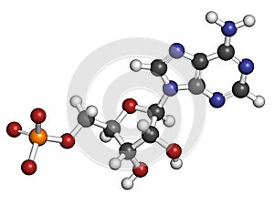 Adenosine monophosphate (AMP, adenylic acid) molecule. Nucleotide monomer of RNA. Composed of phosphate, ribose and adenine photo