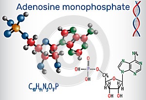 Adenosine monophosphate AMP molecule, it is an ester of phosph