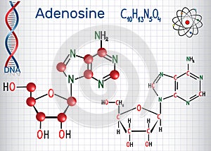 Adenosine - purine nucleoside molecule, is important part of ATP