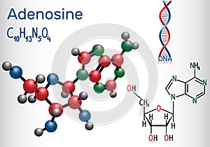 Adenosine - purine nucleoside molecule, is important part of ATP photo