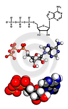 Adenosine triphosphate (ATP) energy transport molecule