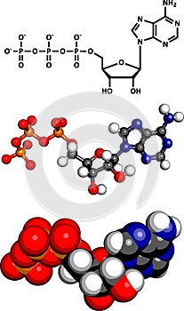 Adenosine triphosphate (ATP) energy transport molecule, chemical structure