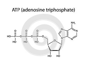 Adenosine triphosphate, ATP, molecular structure