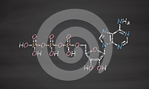 Adenosine triphosphate ATP molecule. Functions as neurotransmitter, RNA building block, energy transfer molecule, etc.