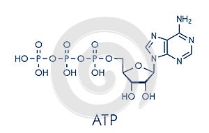 Adenosine triphosphate ATP molecule. Functions as neurotransmitter, RNA building block, energy transfer molecule, etc Skeletal.