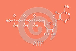 Adenosine triphosphate (ATP) molecule. Functions as neurotransmitter, RNA building block, energy transfer molecule, etc Skeletal