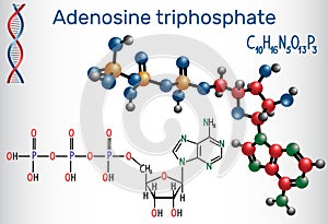 Adenosine triphosphate ATP molecule, is intracellular energy t photo