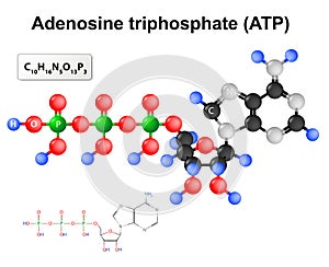 Adenosine triphosphate. ATP photo