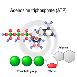 Adenosine triphosphate ATP structural formula photo