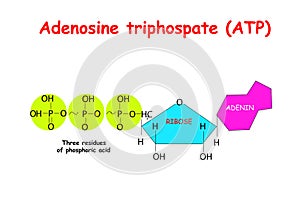 Adenosine triphosphate ATP on white background. ATP provides energy to drive many processes in living cells, e.g. muscle contrac photo