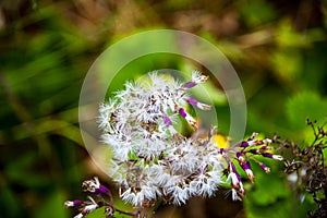 Adenostyles alliariae