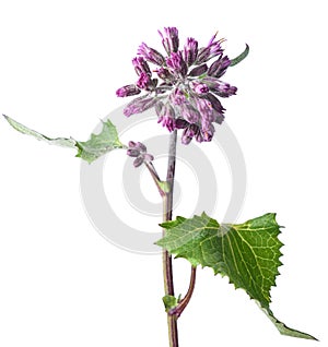 Adenostyles leucophylla