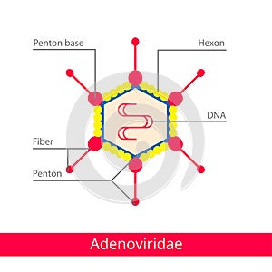 Adenoviridae. Classification of viruses. photo
