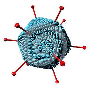 Adenovirus photo