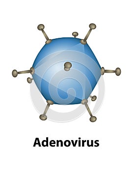 Adenovirus Cell External Structures Illustration photo