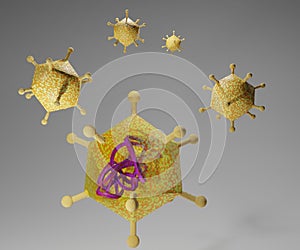 Adenovirus as oncolytic virus for tumor therapy photo