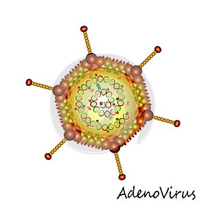 Adenovirus particle structure isolated