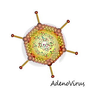 Adenovirus particle structure isolated photo