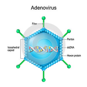 Adenovirus structure. Close-up of a Virion anatomy photo