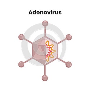 Adenovirus structure. Hexagonal DNA virus vector illustration photo