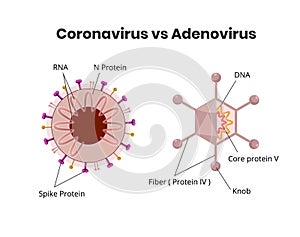 Adenovirus structure versus coronavirus anatomy. RNA vs DNA virus comparison photo