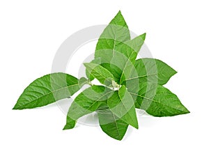 Adhatoda vasica or medicinal Basak leaf isolated on white