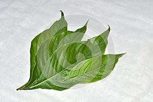 Adhatoda vasica or medicinal Basak leaves, mainly used in ayurvedic, homeopathy and unani medicine medicine