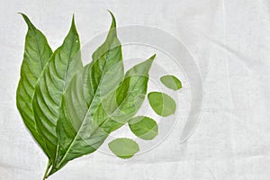 Adhatoda vasica or medicinal Basak leaves and tulsi leaves or basil plant, mainly used for ayurvedic medicine