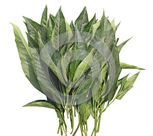 Adhatoda vasica Nees. or Vasaka leaves, known as Vasa in Ayurveda, Ayurveda medicine -isolated image