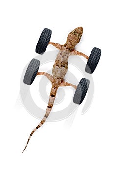 Adhere new tires on white