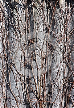 Adherent branches of Wisteria grow on a corrugated fence.