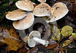 Adhesive gebeloma Hebeloma crustuliniforme Bull. QuÃ©l., poisonous mushroom