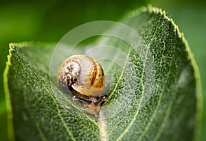 Baby snail on a green leaf