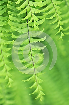 Adiantum aleuticum, Western maidenhair fern