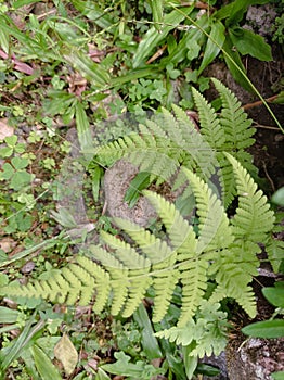 Adiantum capillus plants around the Dlundung waterfall. This plant grows in the humid highlands photo