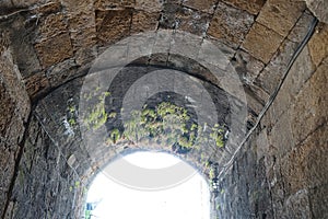 Adiantum capillus-veneris grows in August on the arch of the tunnel in the medieval town of Rhodes, Rhodes island, Greece photo