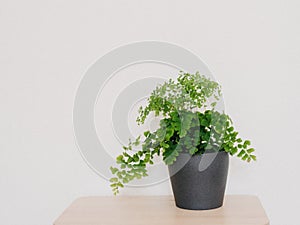 Adiantum capillus-veneris houseplant in grey plant pot photo